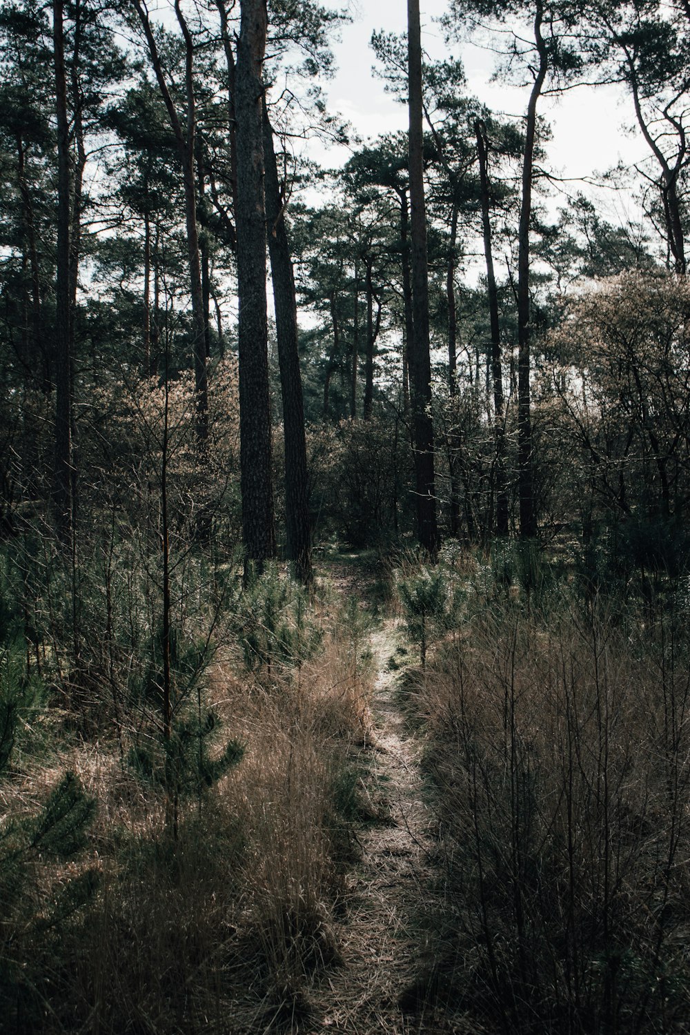 a dirt path through a forest