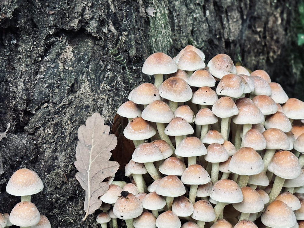 a group of mushrooms