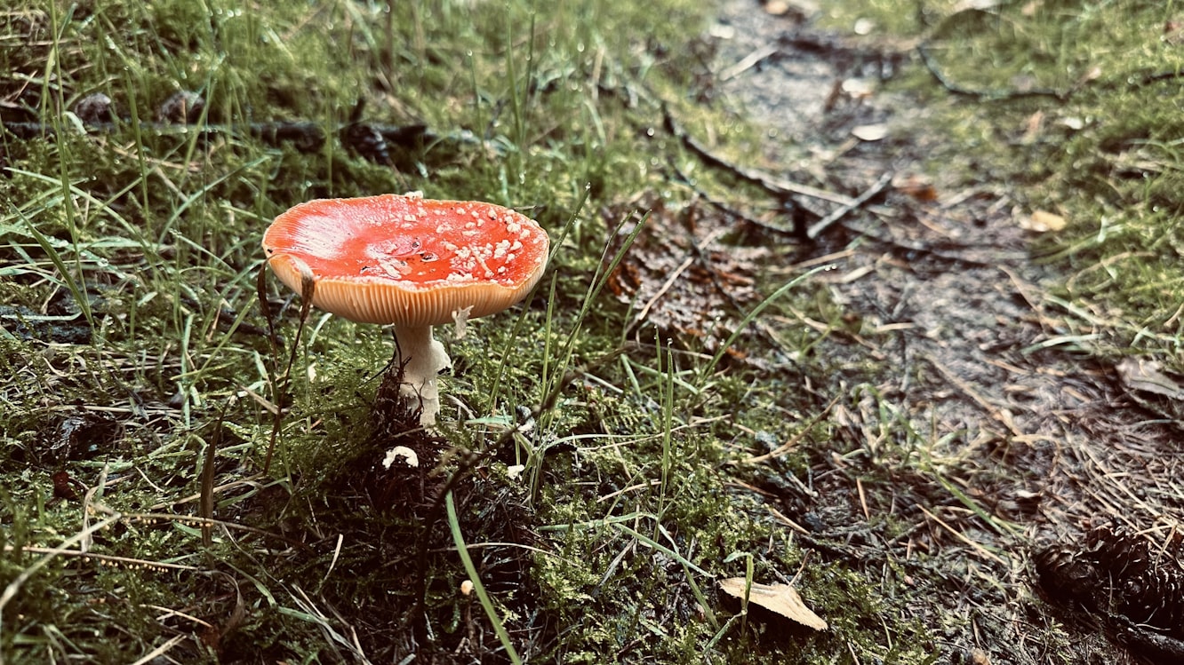 An unusually hot autumn has led to a huge delay in the mushroom season in southeastern Sweden. (Photo: Torsten Dederichs/Unsplash)