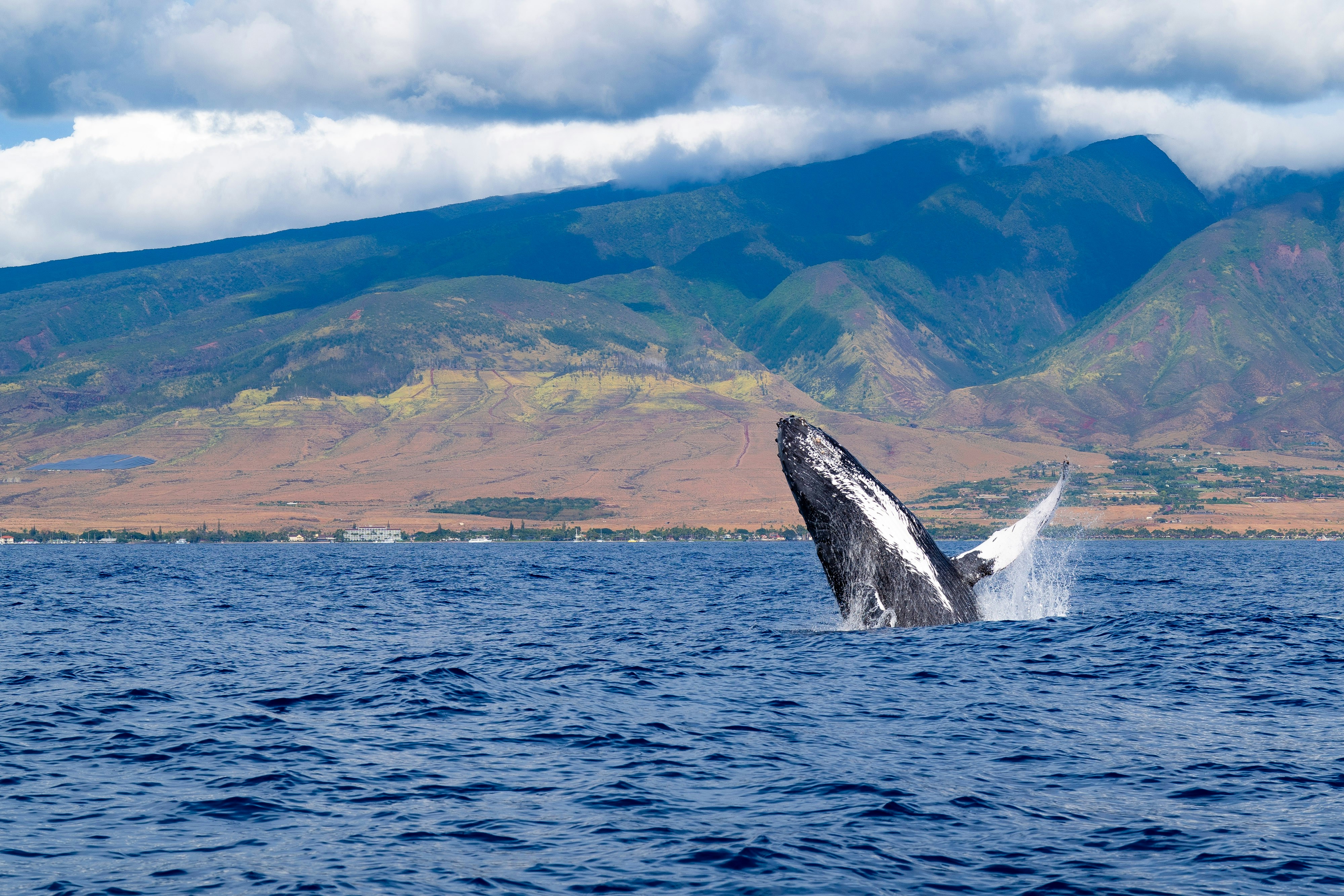 whale watching in Maui, Hawaii