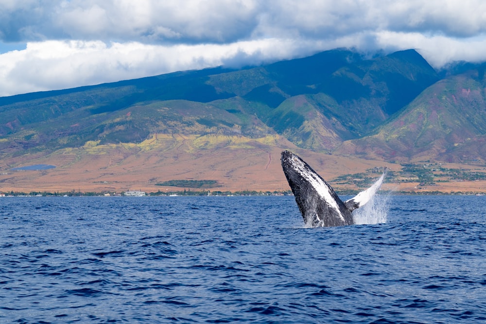 uma baleia saltando para fora da água