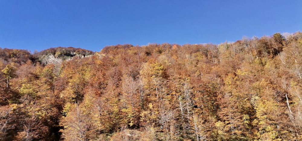 a forest of trees