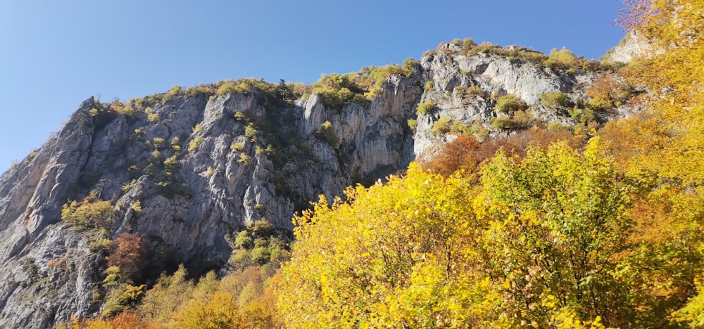 a rocky mountain with trees on it