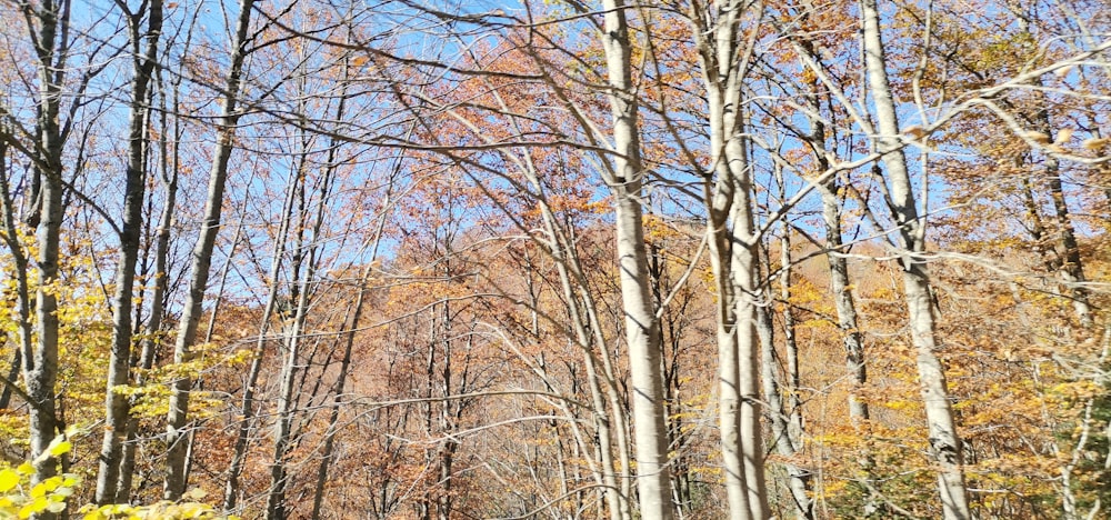 a group of trees