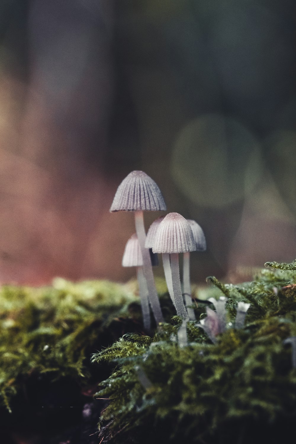 a couple of small white mushrooms