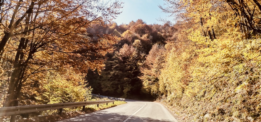 a road with trees on either side