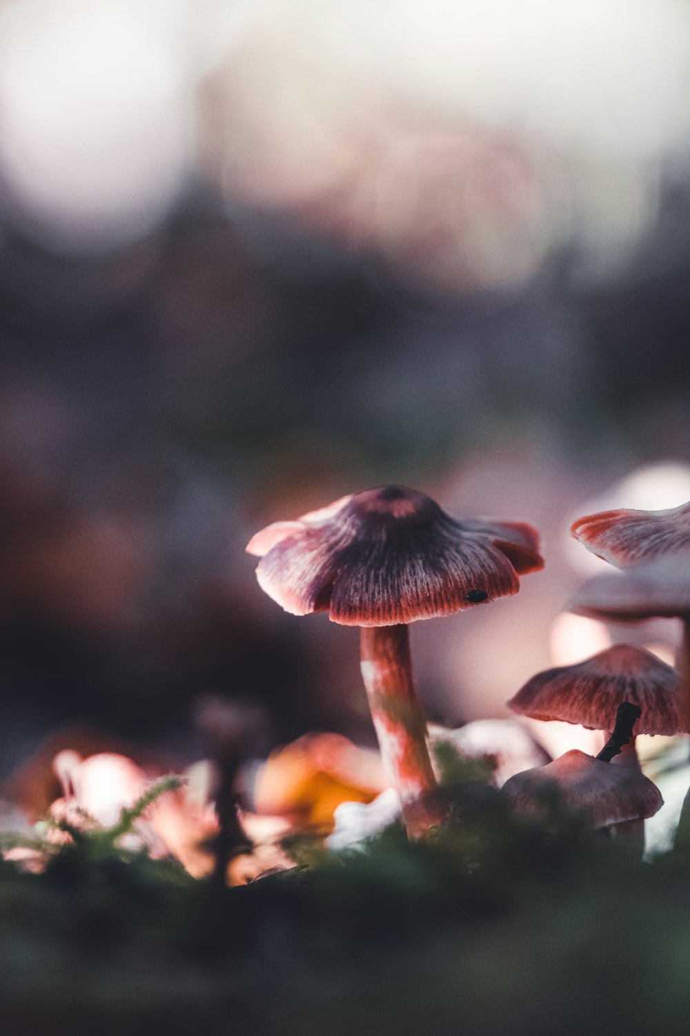 a close up of mushrooms