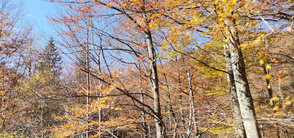 un grupo de árboles con hojas amarillas