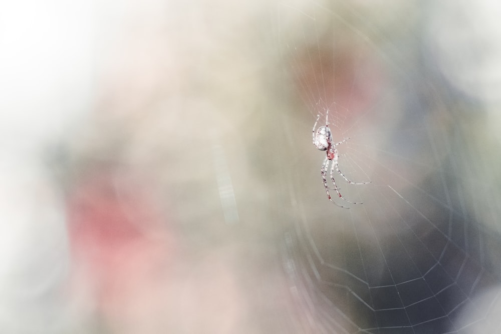 a spider on a web