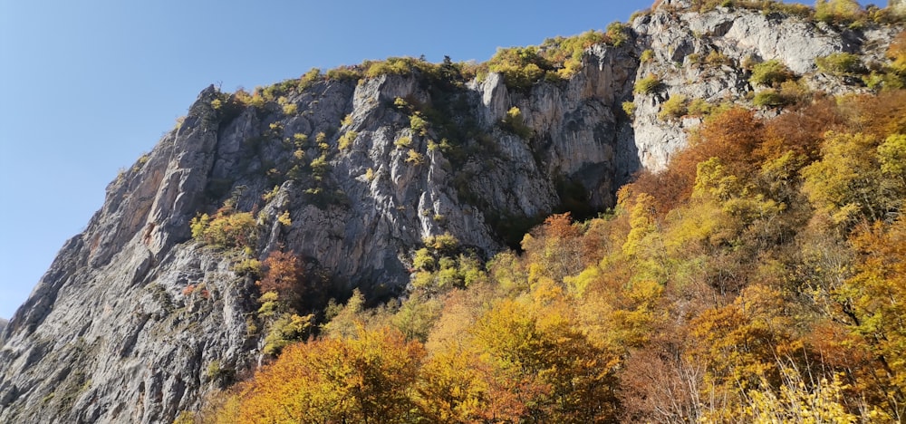 a rocky mountain with trees on it