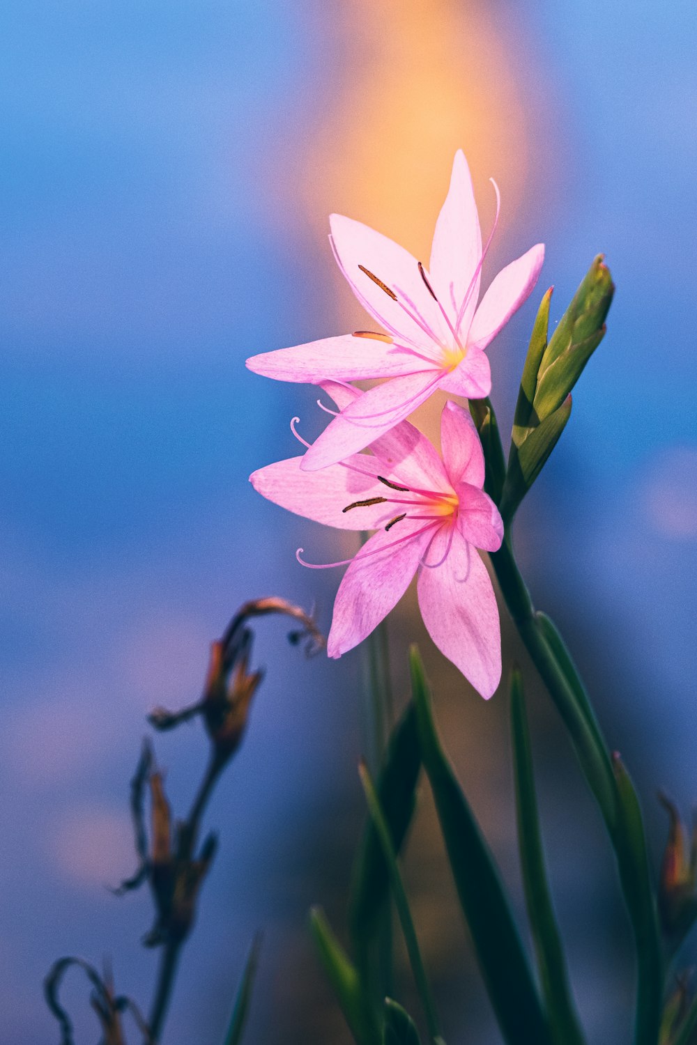 a group of pink flowers