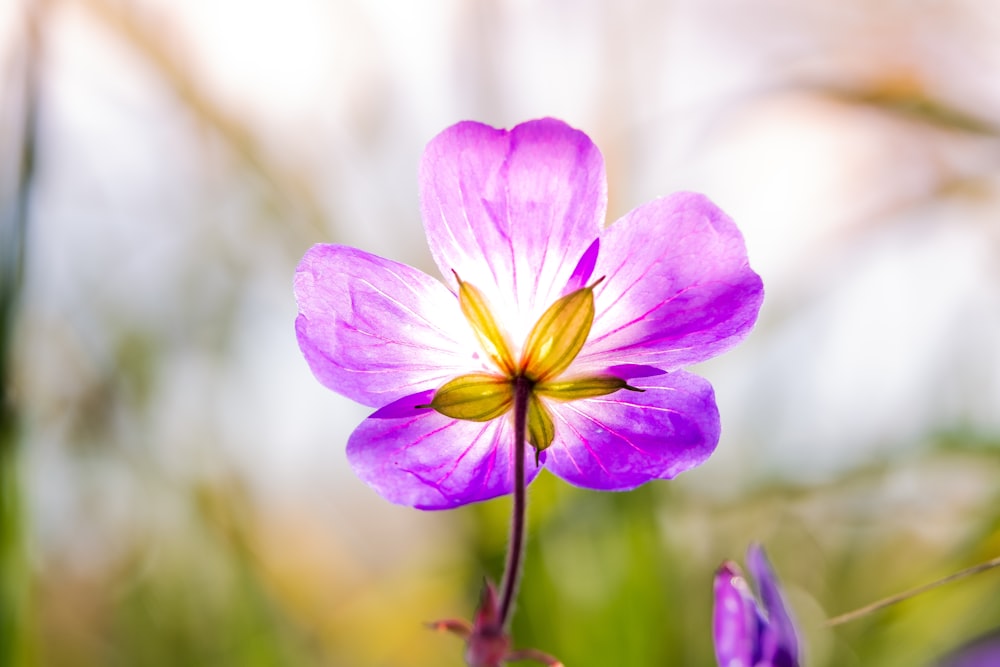 a close up of a flower