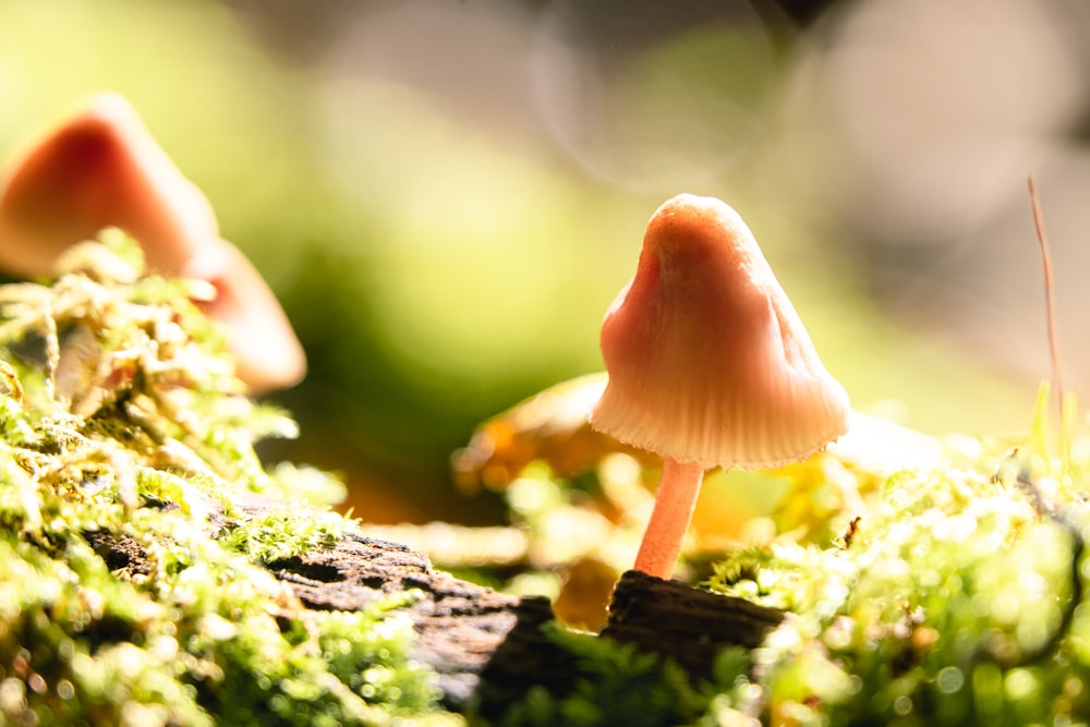 a mushroom growing out of moss