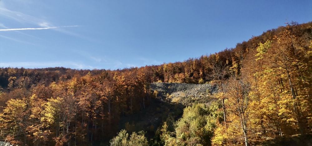 a forest of trees