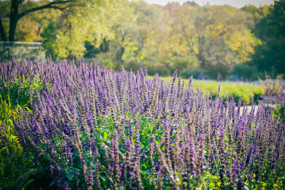 a field of purple flowers