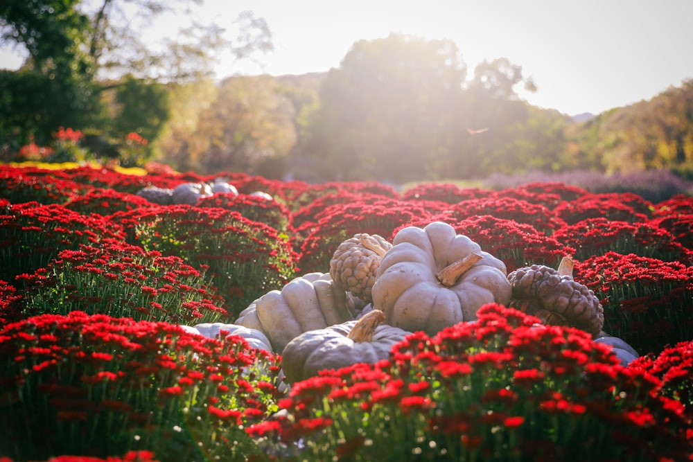 a garden of flowers