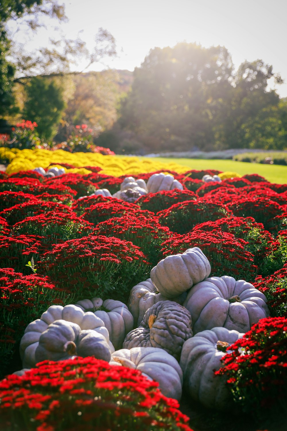 a garden of flowers