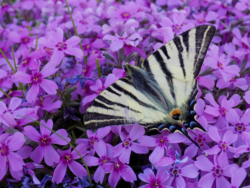 a butterfly on a flower