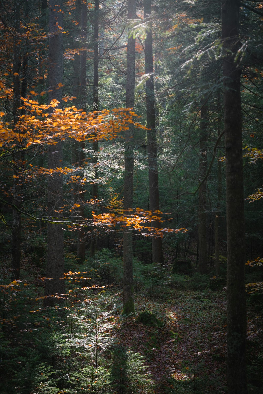 Una foresta con alberi e foglie