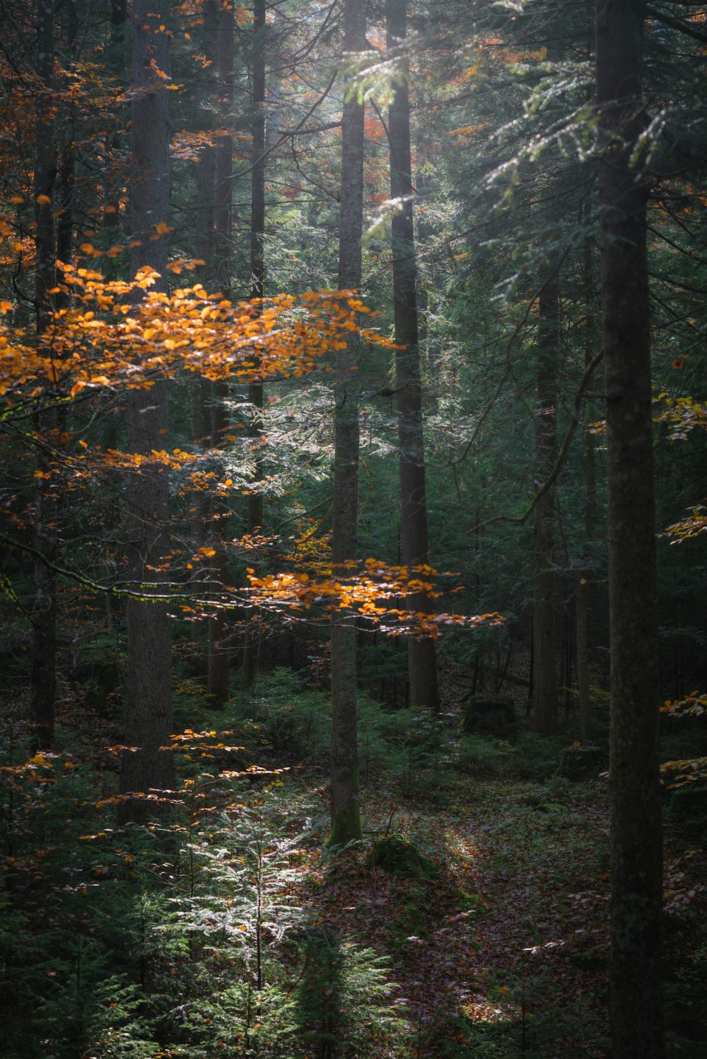a forest with trees and leaves