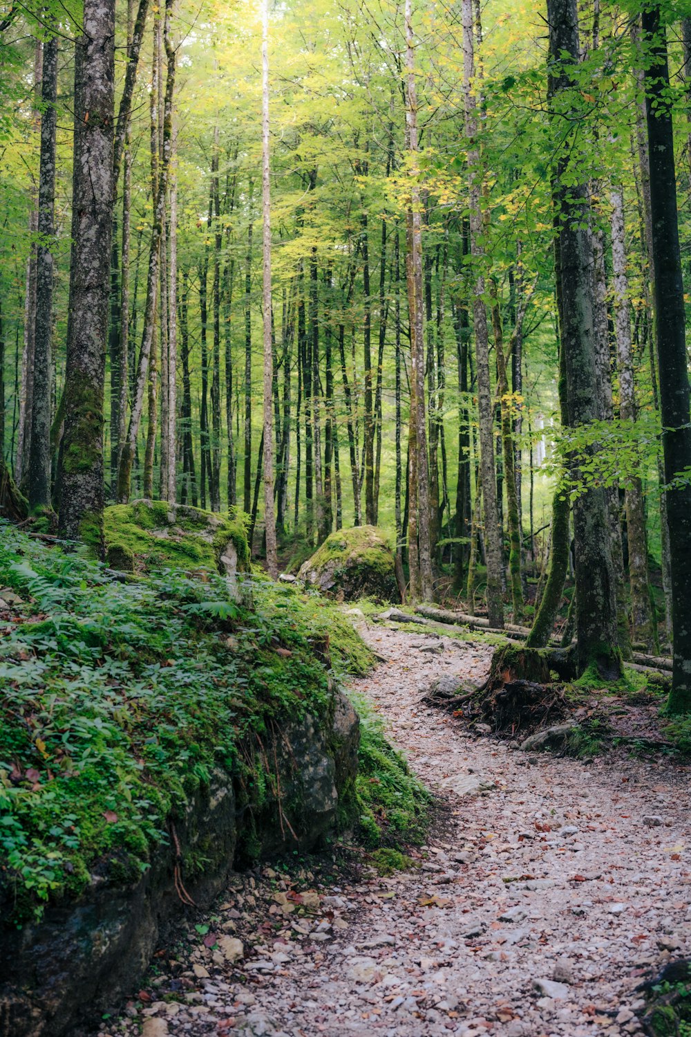 a dirt path through a forest