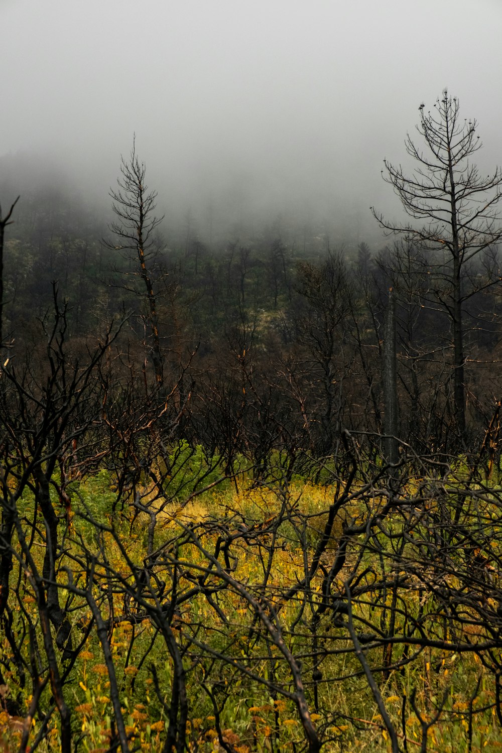 a group of trees in a foggy forest