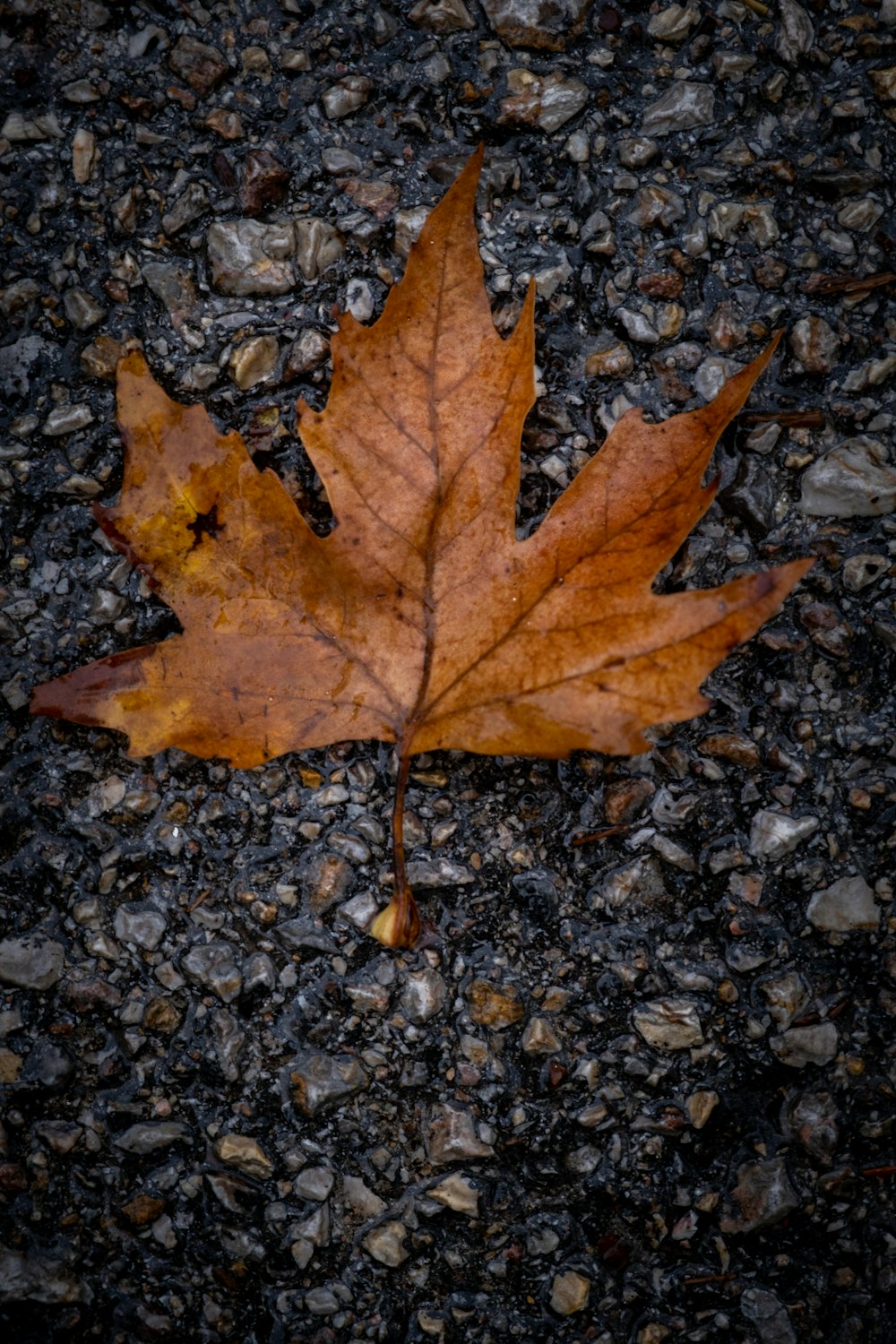 a brown leaf on a rocky surface