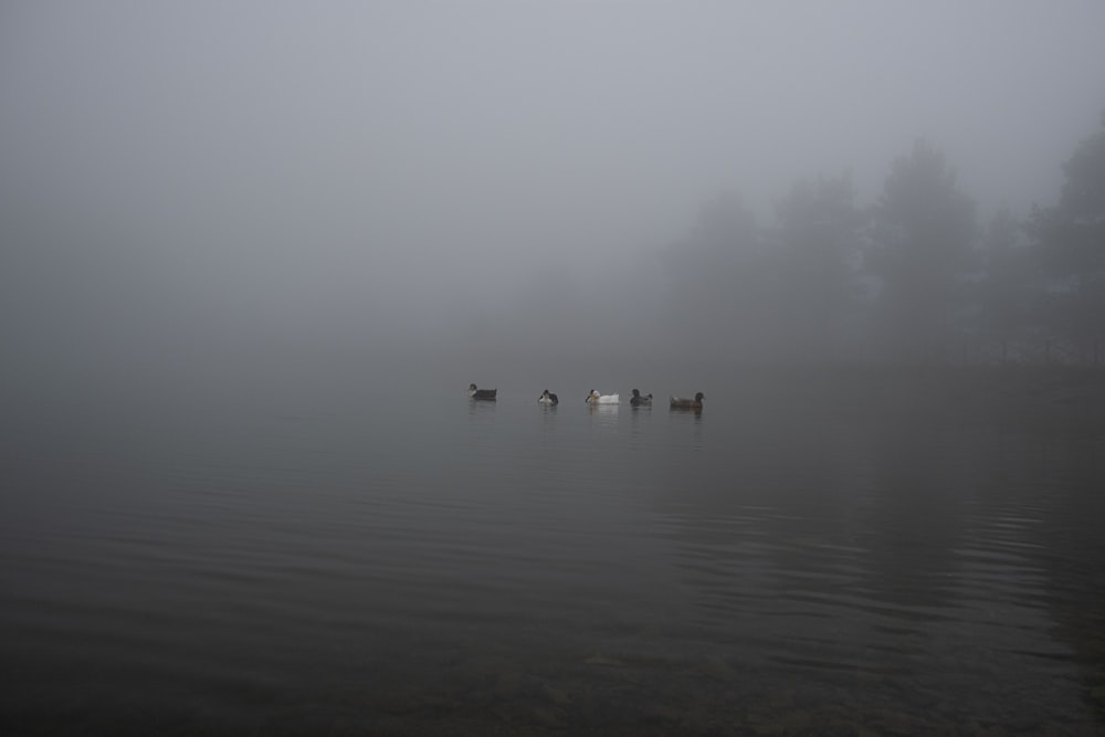 a group of animals in a body of water