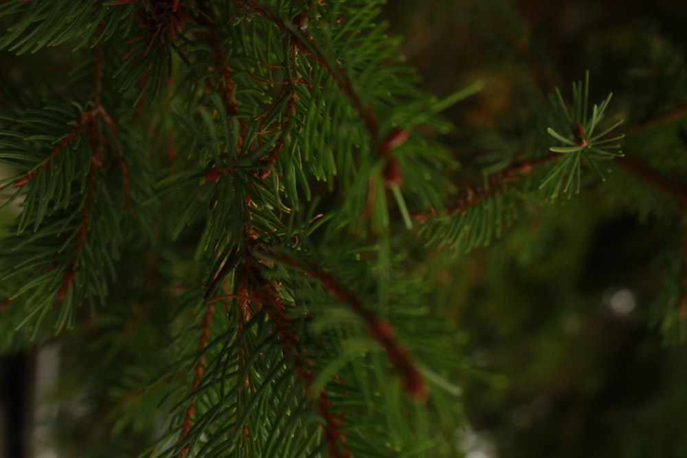 close up of a tree branch