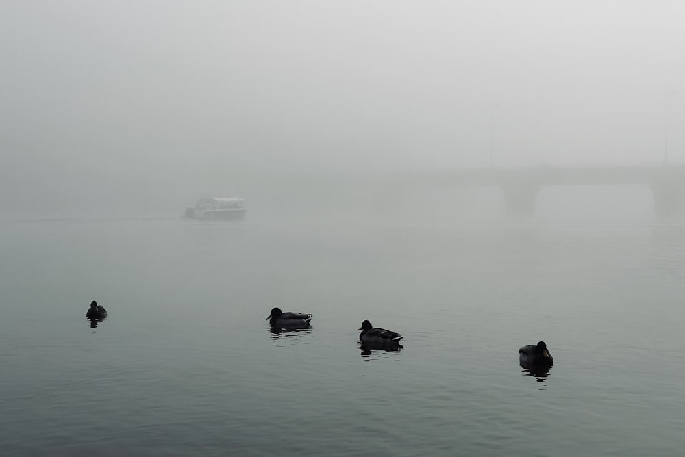 a group of ducks swimming in a body of water