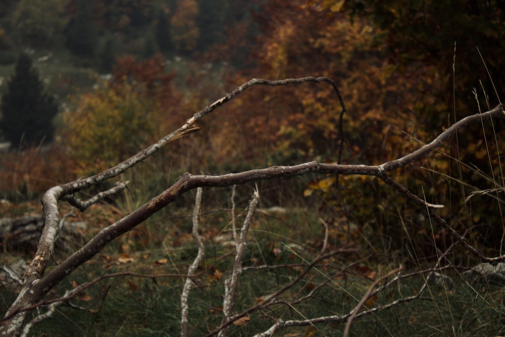 a tree branch with many branches