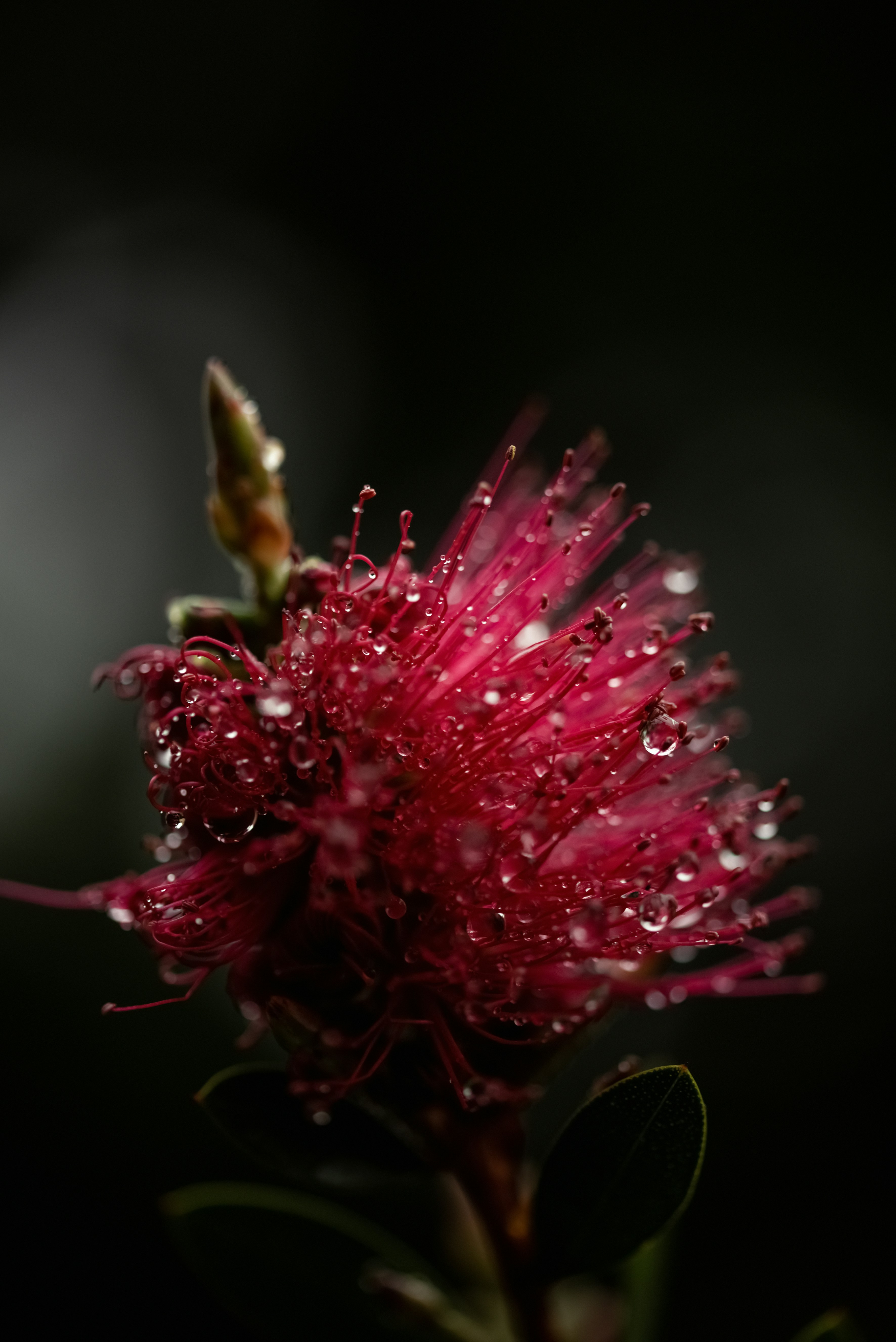 Photo by lauraadaiphoto