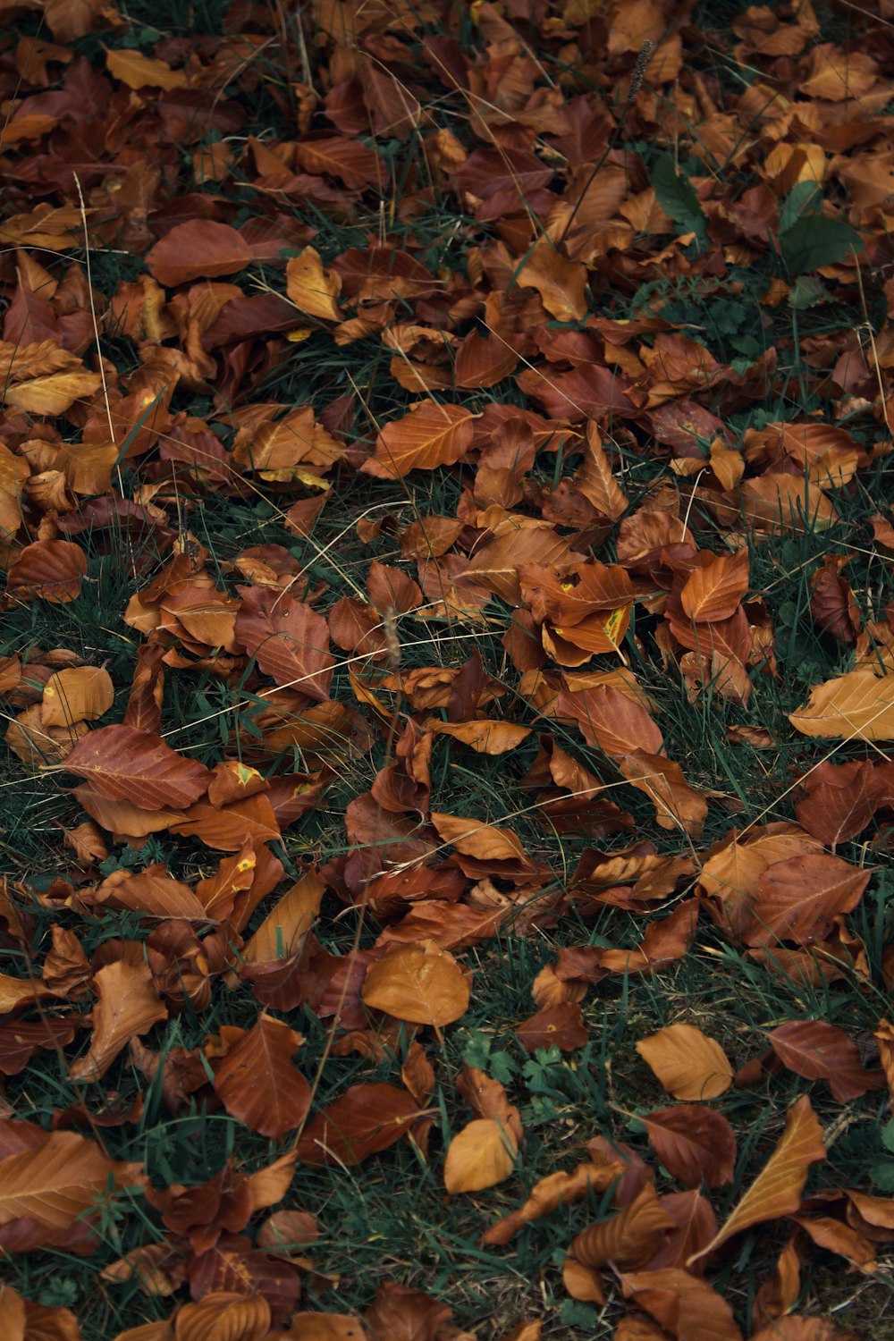 a pile of fallen leaves