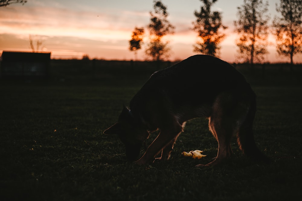 a horse eating grass