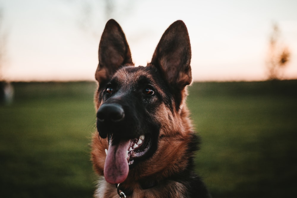 a dog with its mouth open