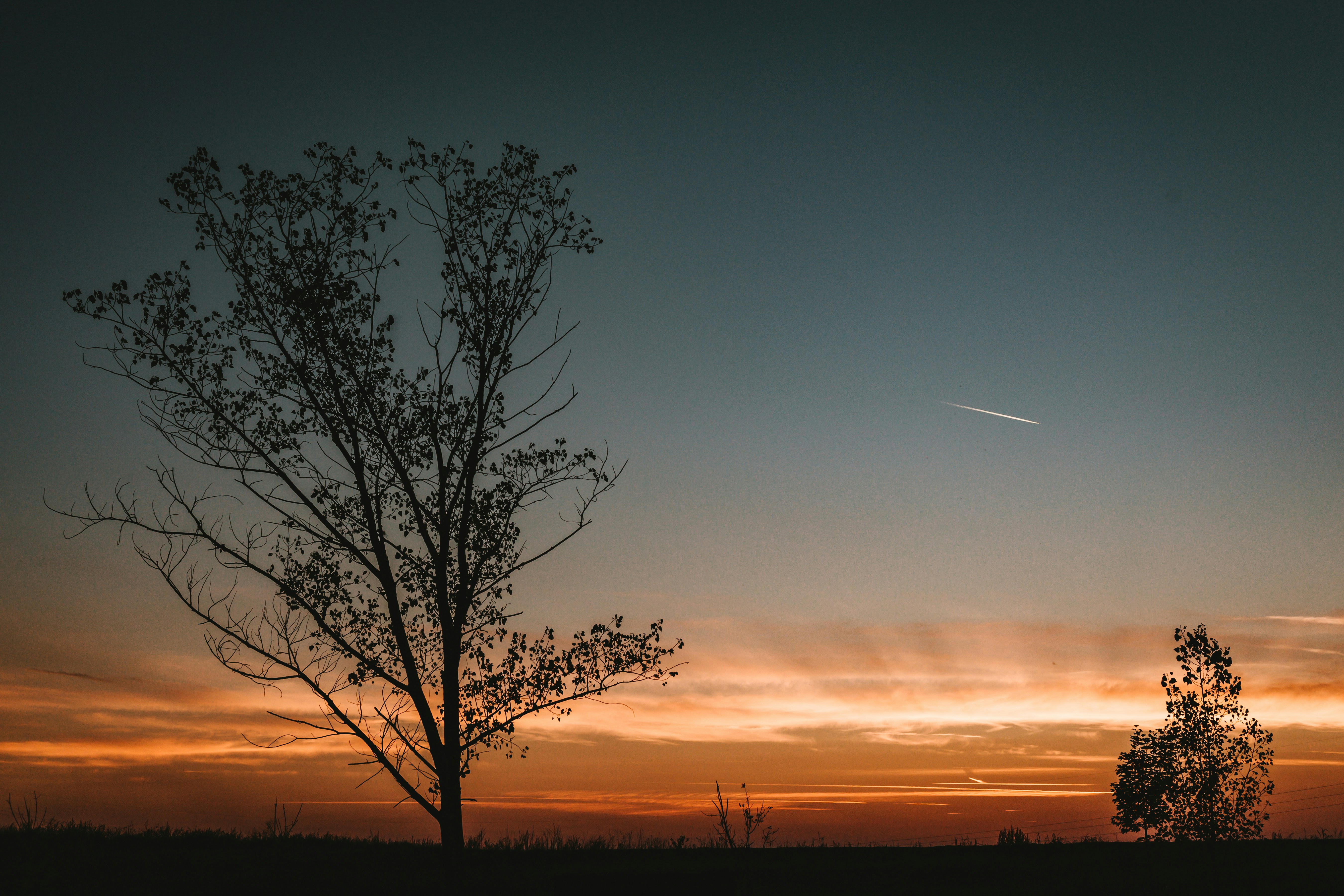 Un árbol con una puesta de sol al fondo