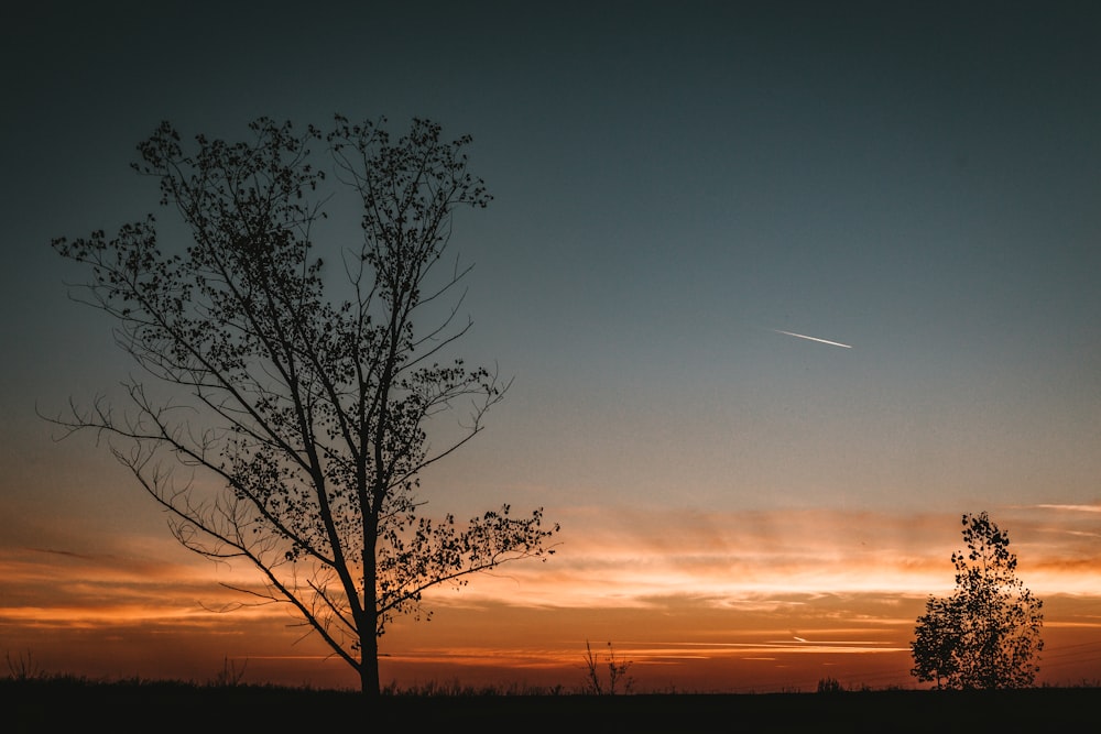 a tree with a sunset in the background