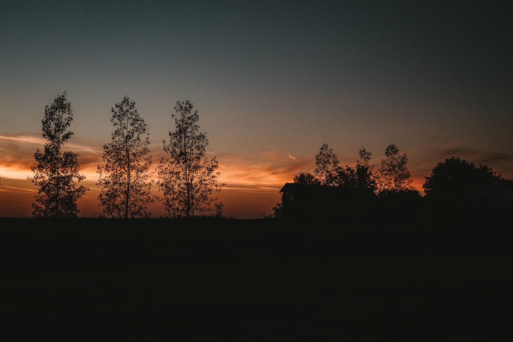 silhouettes of trees against a sunset