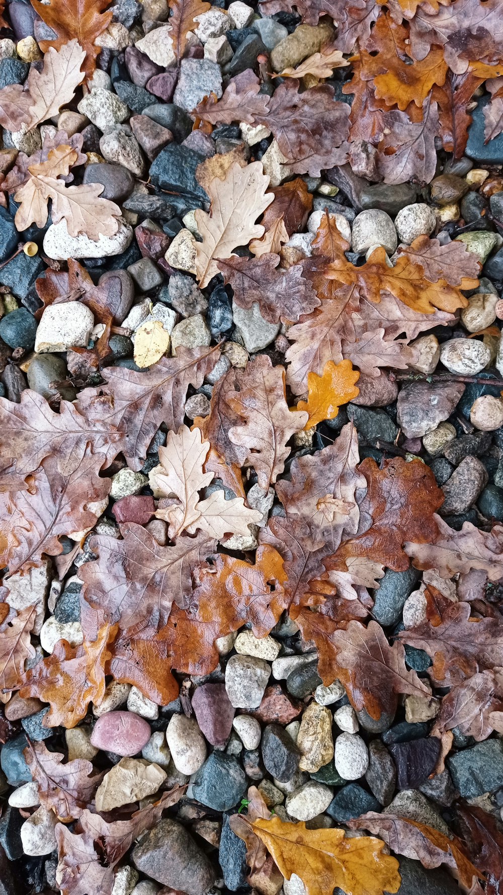 a pile of leaves