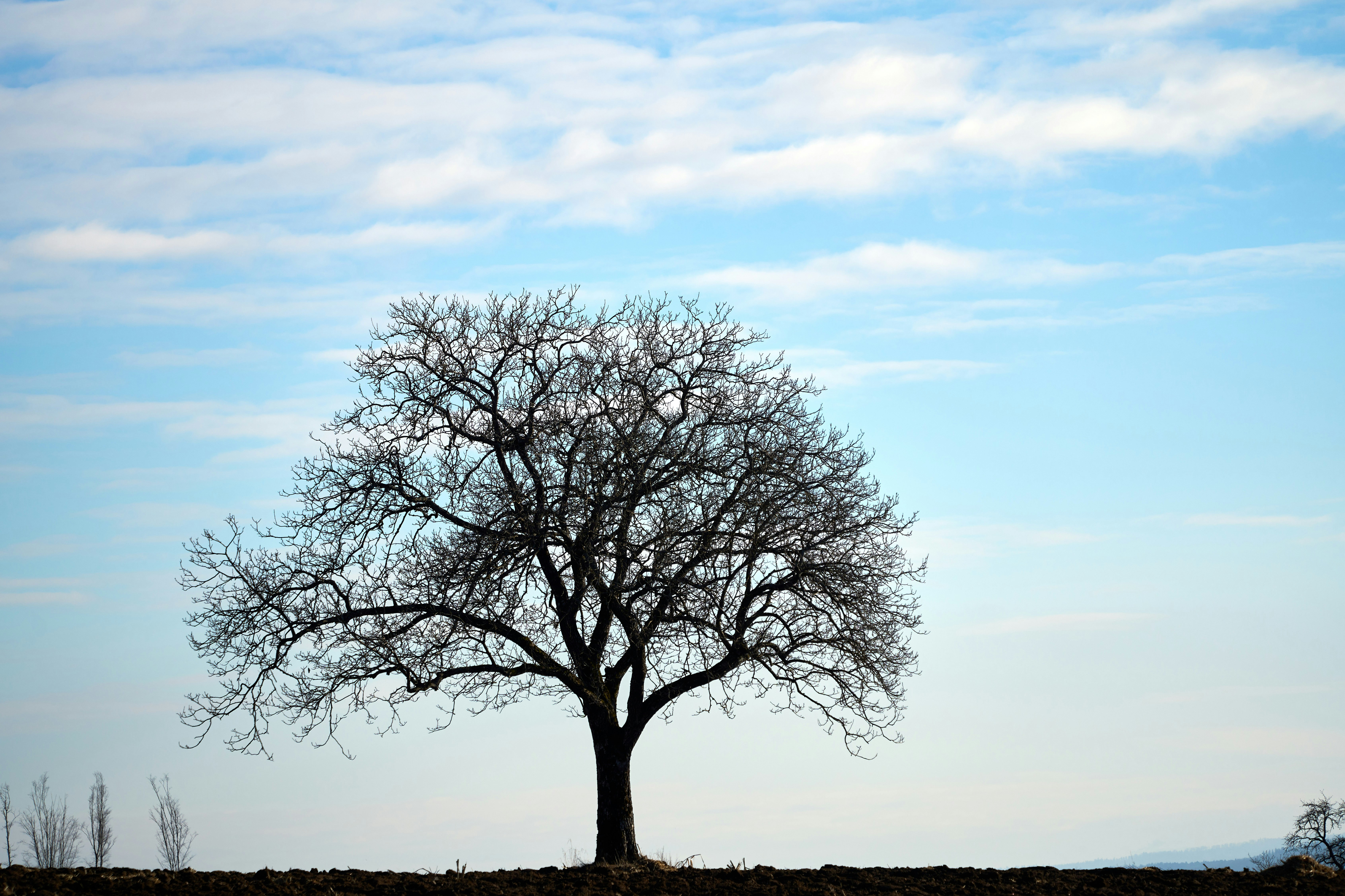 Photo by wolfgang_hasselmann