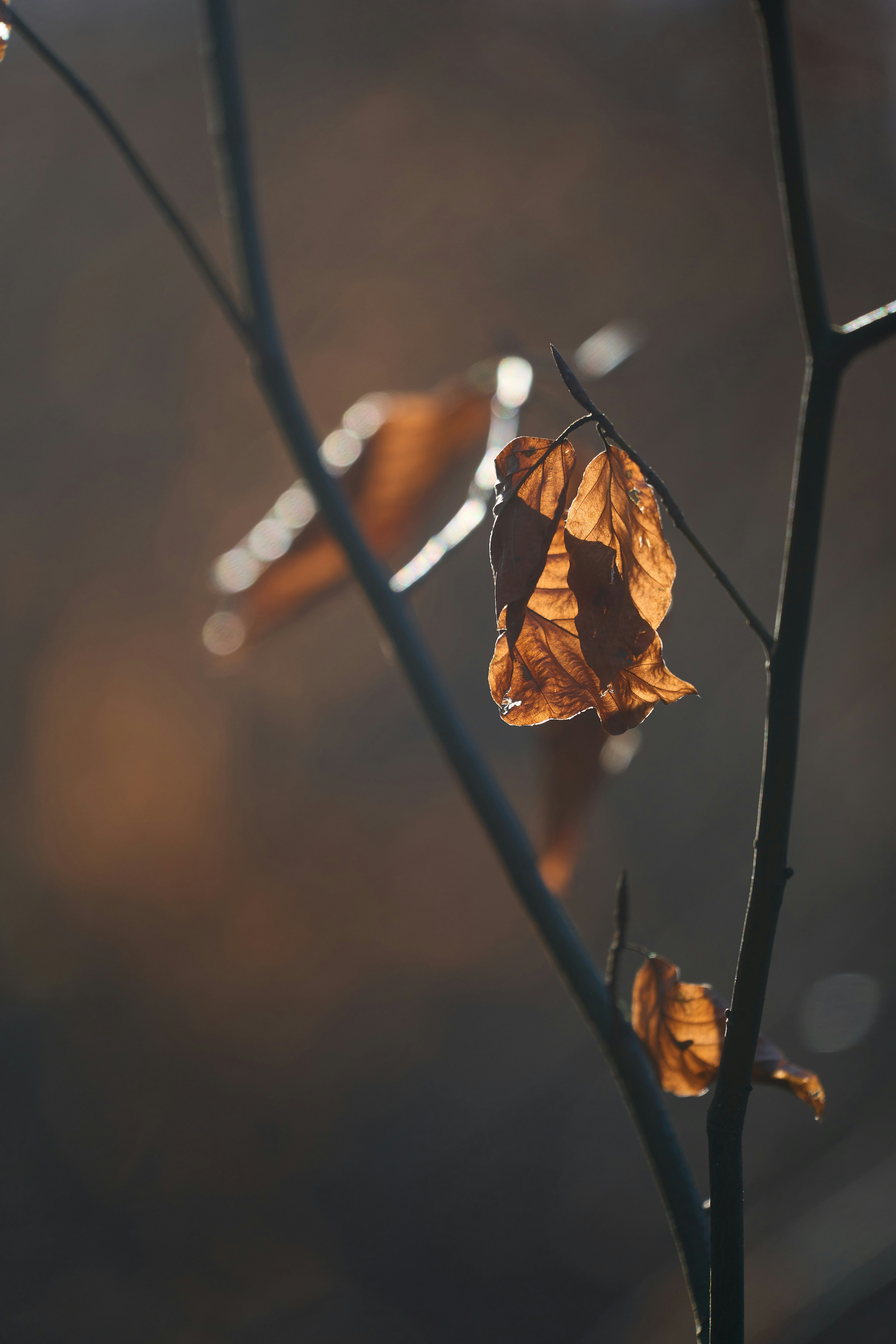 Photo by wolfgang_hasselmann