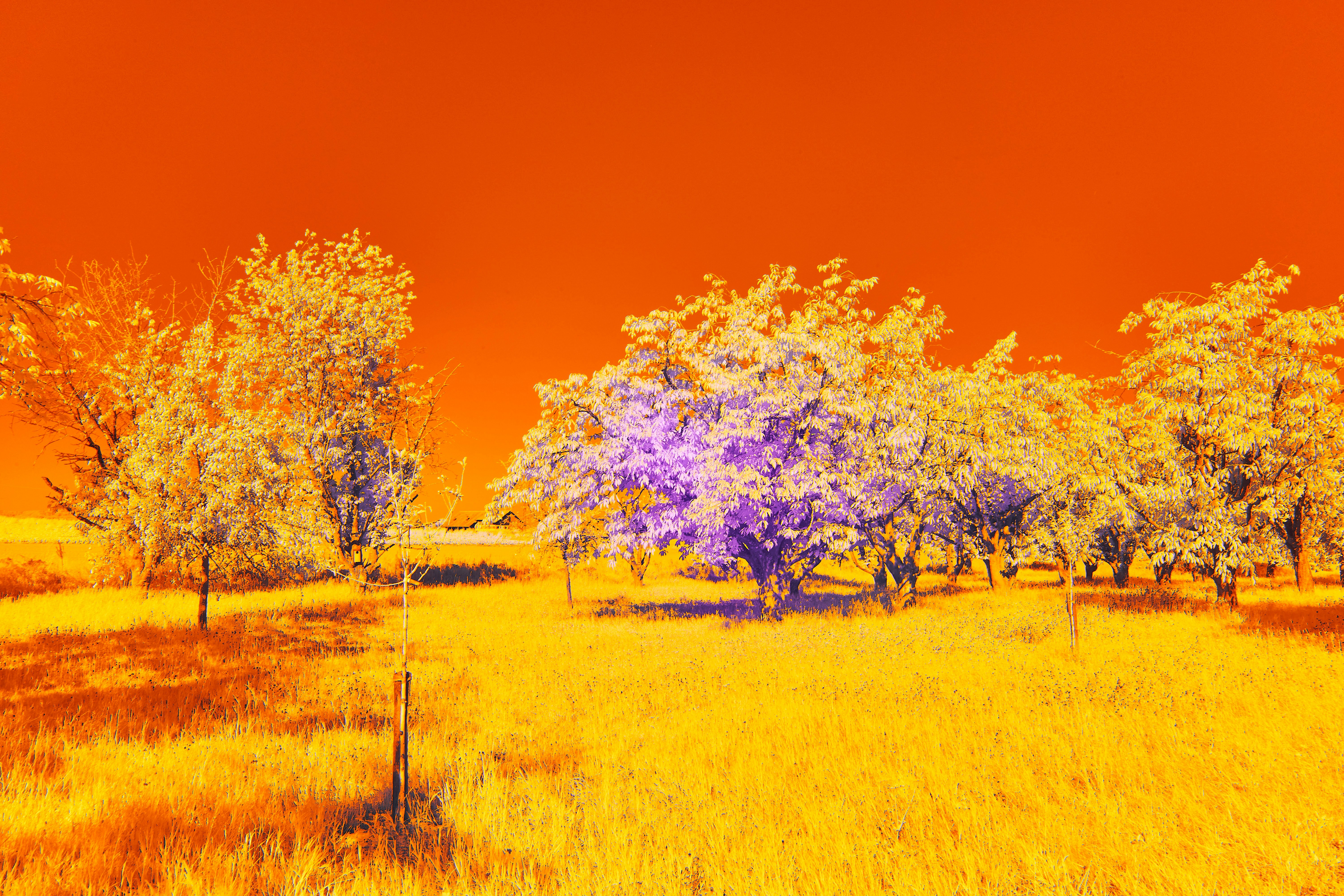 Photo by wolfgang_hasselmann