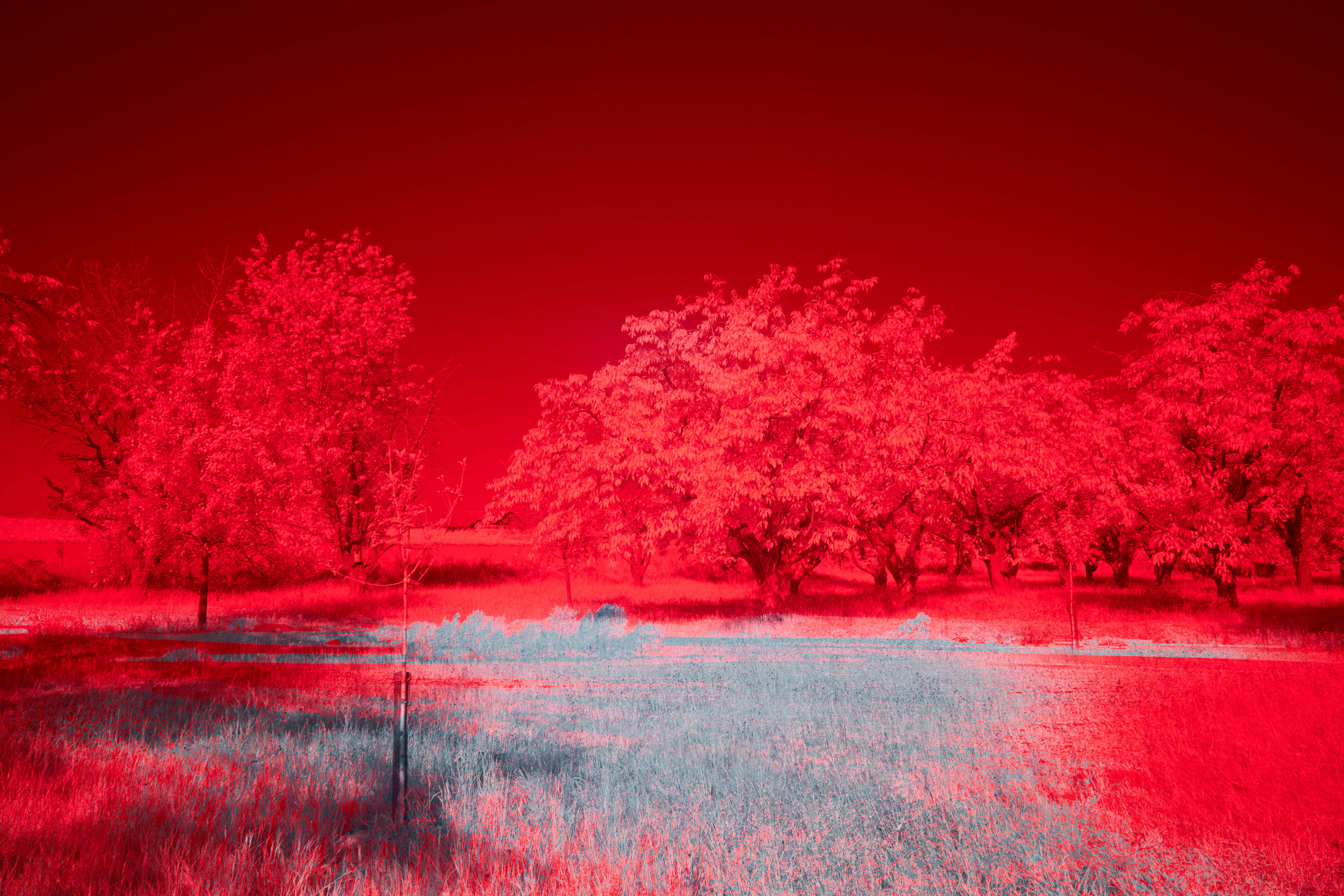 Photo by wolfgang_hasselmann