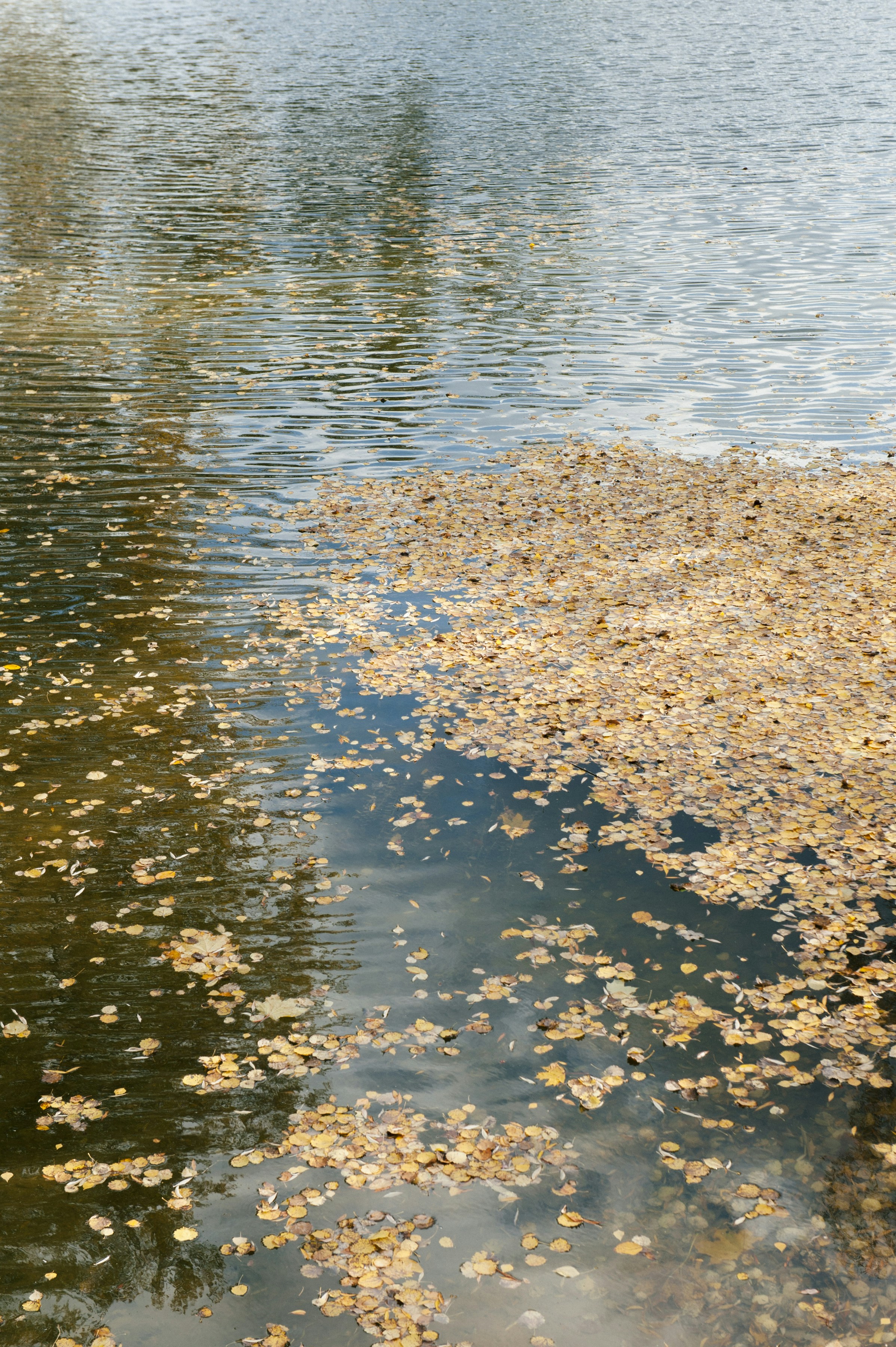 Photo by inna_lobacheva