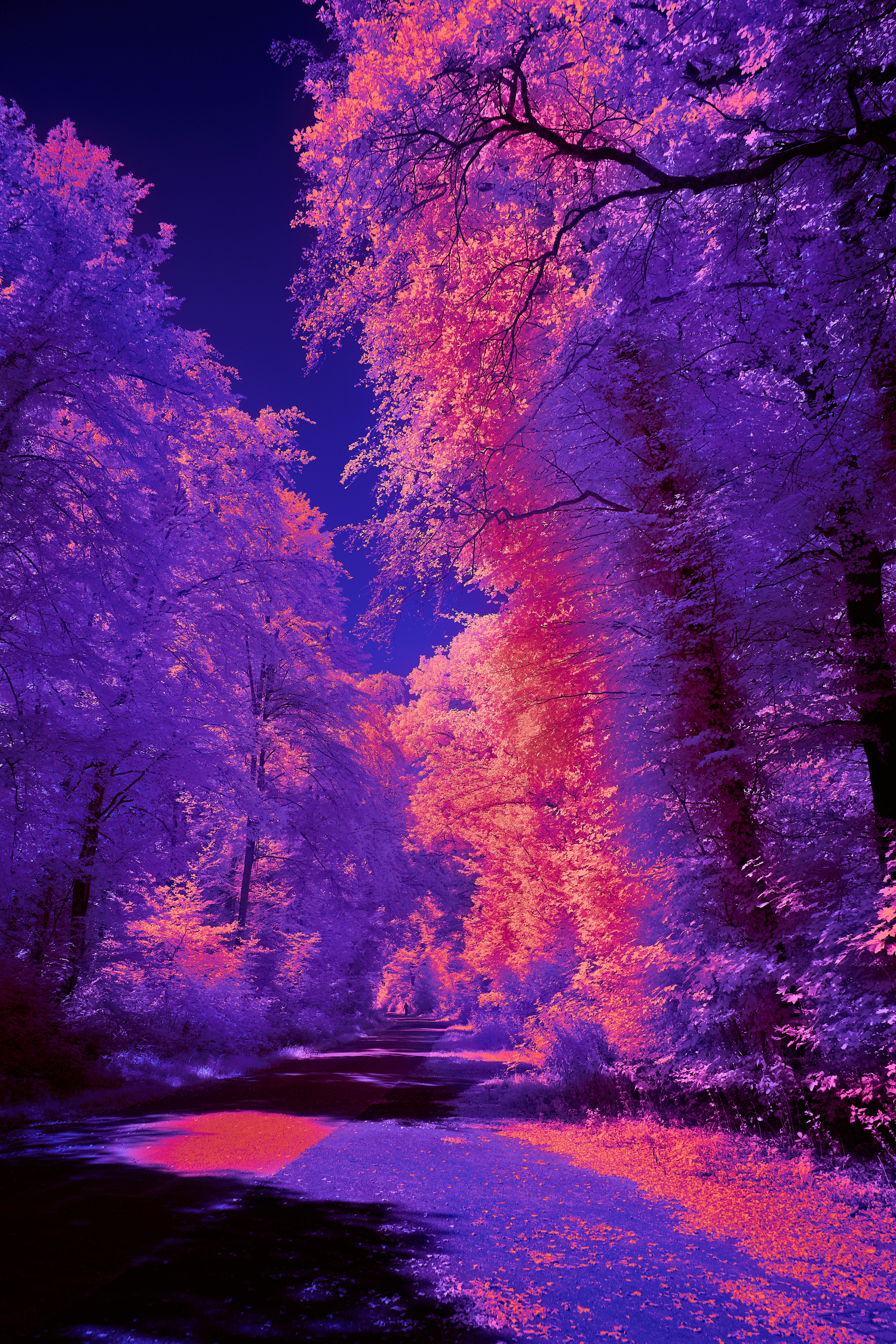 Photo by wolfgang_hasselmann