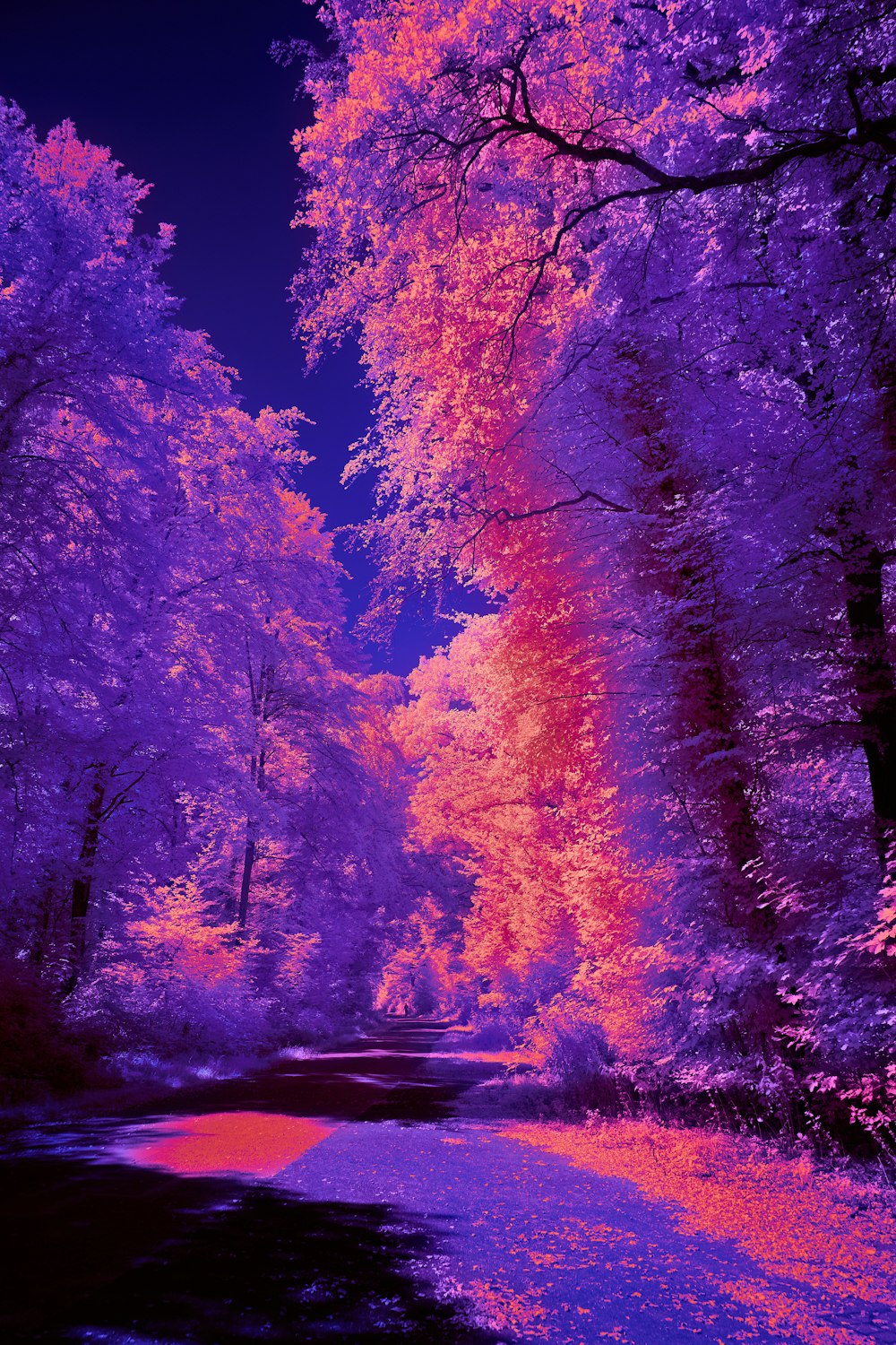 a group of trees with pink and purple leaves