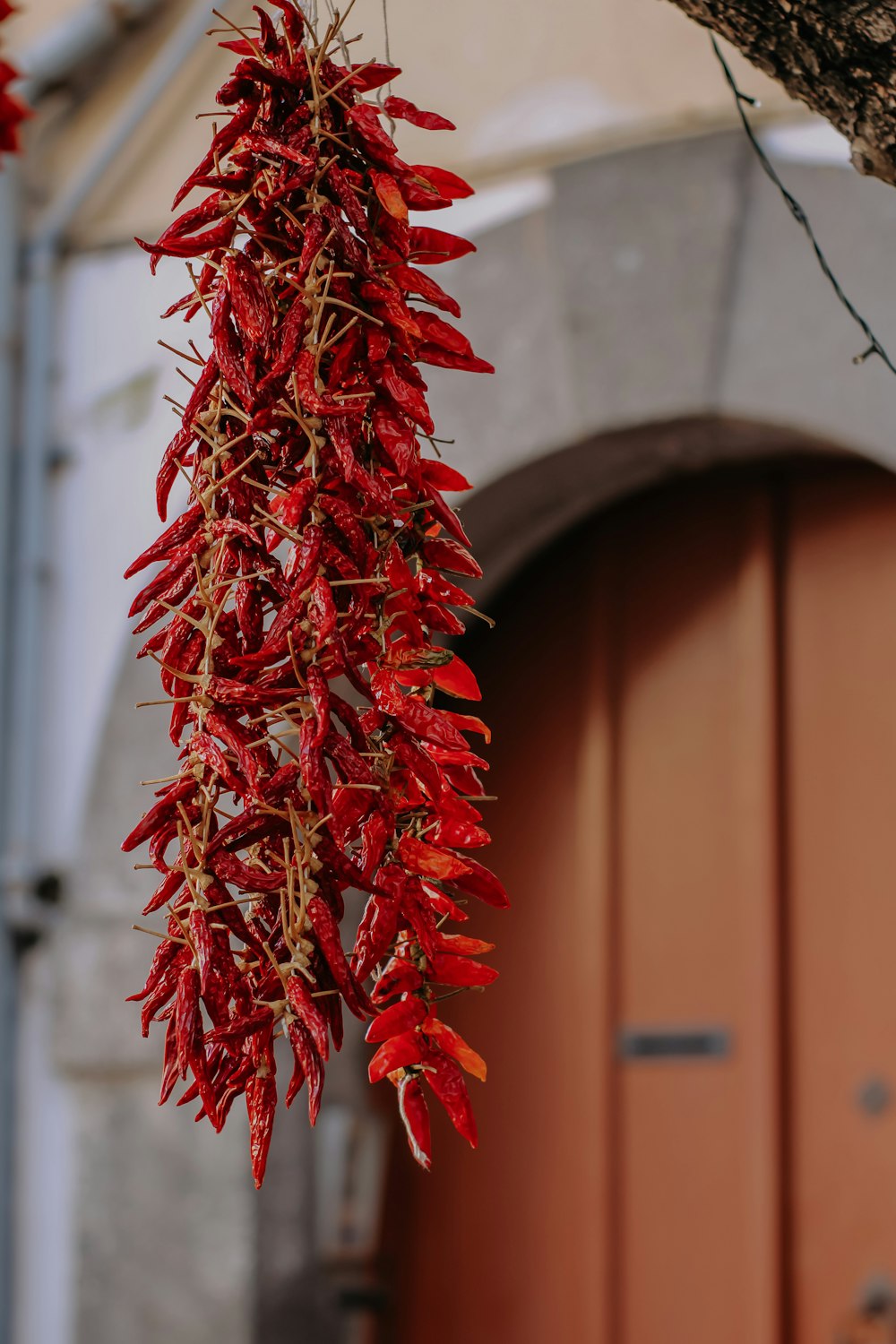 a plant with red leaves