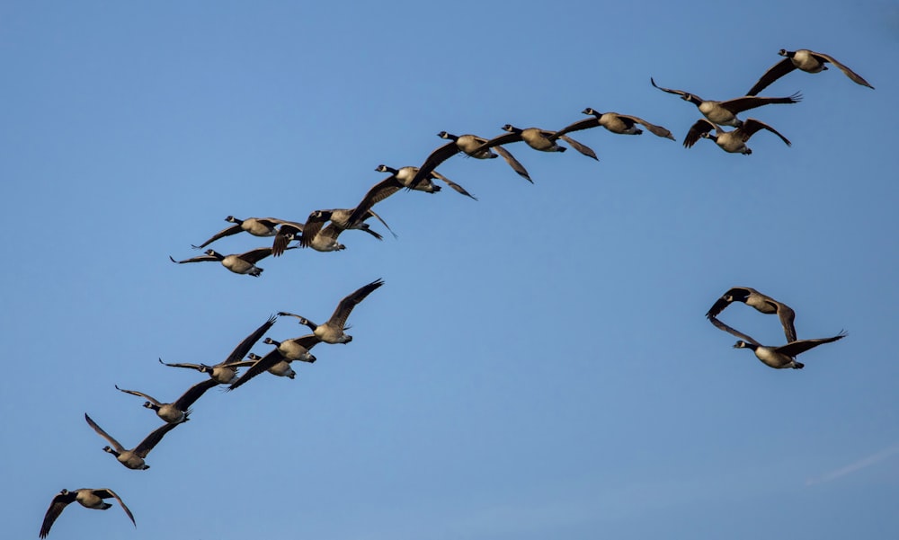 a flock of birds flying in the sky