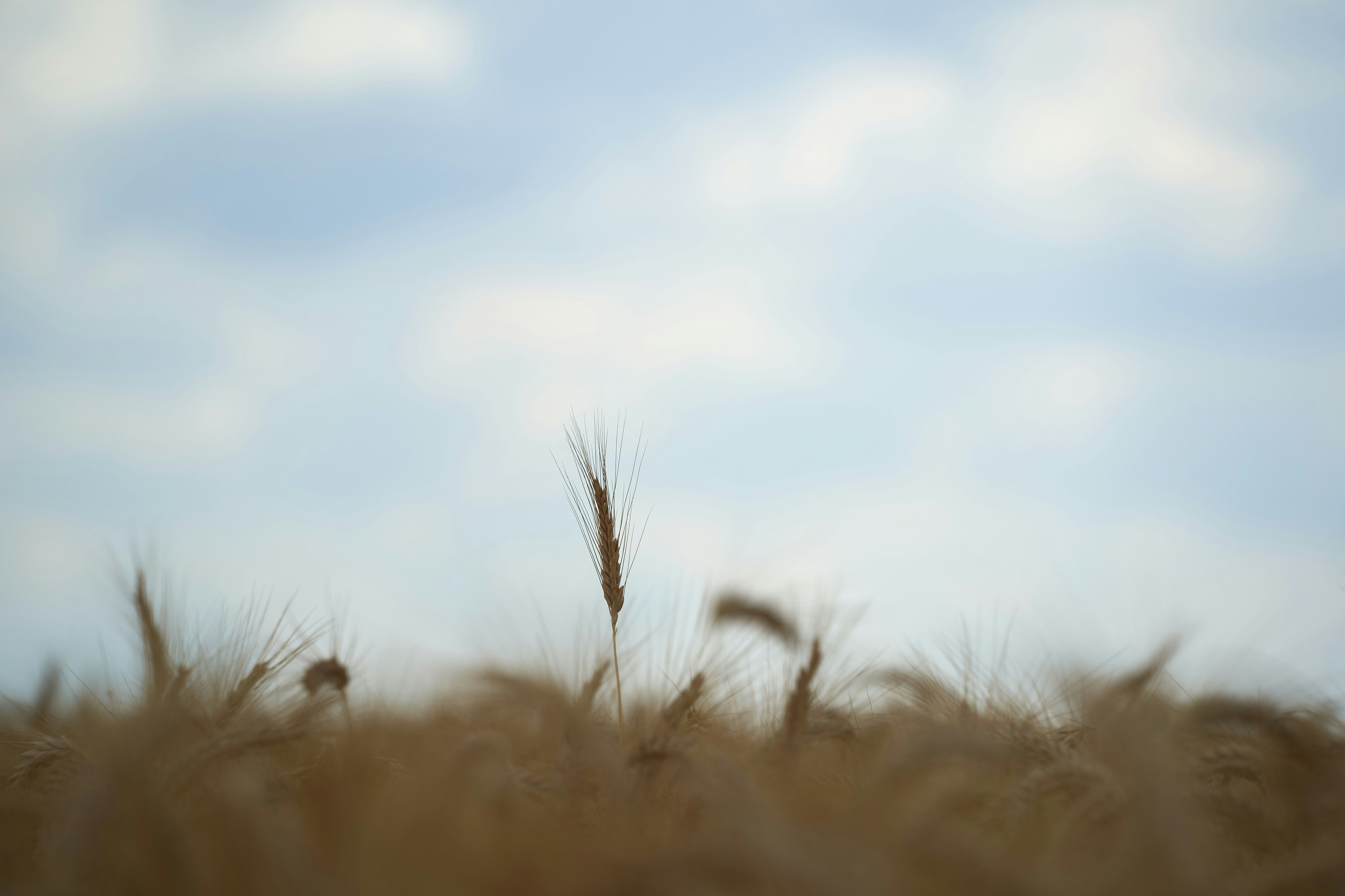 Photo by wolfgang_hasselmann