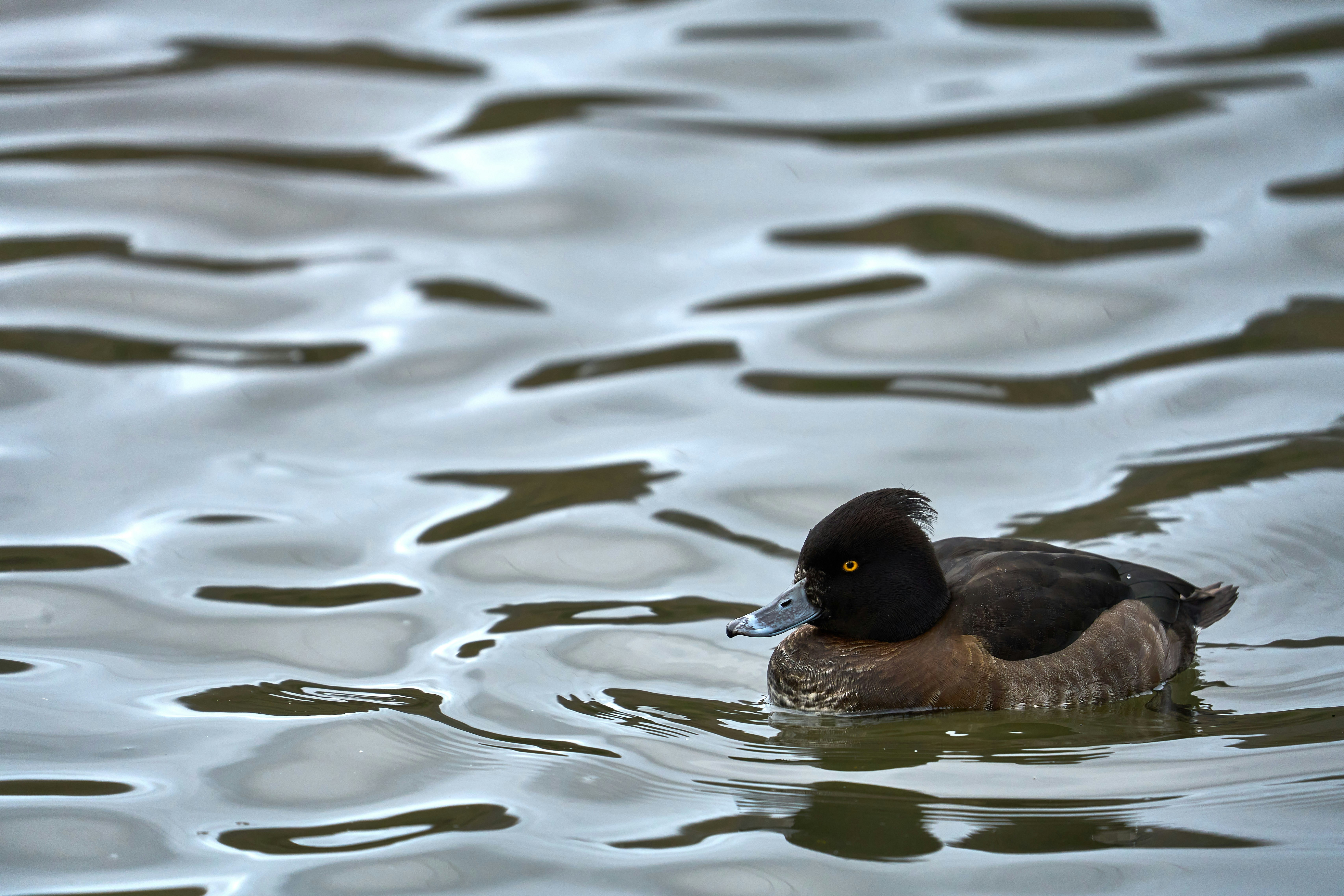 Photo by wolfgang_hasselmann